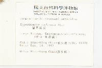 貓兒菊藏品圖，第2張