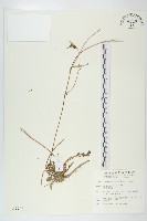 貓兒菊藏品圖，第1張