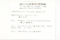 貓兒菊藏品圖，第2張