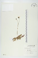 貓兒菊藏品圖，第1張