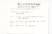 貓兒菊藏品圖，第2張