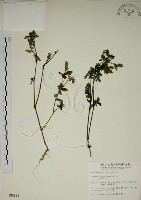 爵床藏品圖，第1張