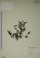 爵床藏品圖，第1張