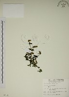 爵床藏品圖，第1張