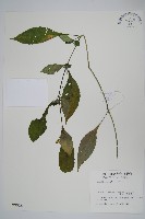 登錄號:S009915藏品圖，第1張