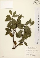 盤龍木、牛筋藤藏品圖，第1張