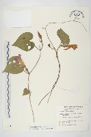 銳葉牽牛藏品圖，第1張