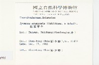 銳葉牽牛藏品圖，第2張