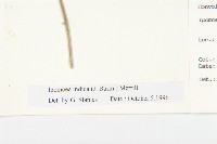 銳葉牽牛藏品圖，第3張