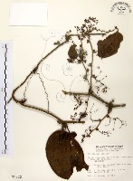 糙莖菝契藏品圖，第1張