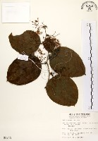 糙莖菝契藏品圖，第1張