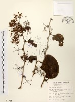 糙莖菝契藏品圖，第1張