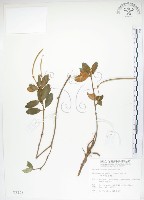 石吊蘭、吊石苣苔藏品圖，第1張