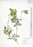 臺灣黃菫藏品圖，第1張