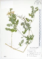 臺灣黃菫藏品圖，第1張