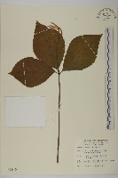 臺灣及己藏品圖，第1張