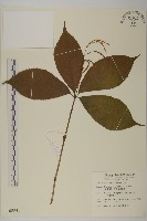 臺灣及己藏品圖，第1張