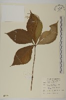 臺灣及己藏品圖，第1張