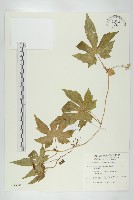 雙輪瓜藏品圖，第1張