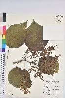 血桐藏品圖，第1張