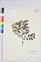 多花油柑、白仔藏品圖，第1張