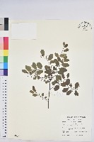 多花油柑、白仔藏品圖，第1張