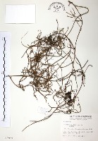 無根草藏品圖，第1張