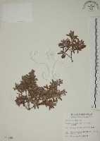 水芫花藏品圖，第1張