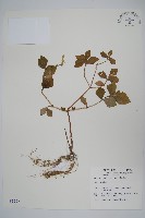 登錄號:S009996藏品圖，第1張