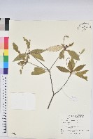 裡白巴豆藏品圖，第1張