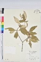 裡白巴豆藏品圖，第1張