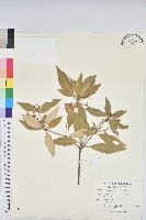 裡白巴豆藏品圖，第1張