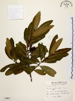 大頭茶藏品圖，第1張
