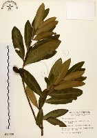 大頭茶藏品圖，第1張