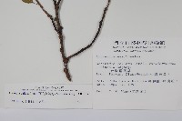 硬齒獼猴桃藏品圖，第2張