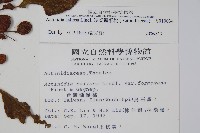 硬齒獼猴桃藏品圖，第2張