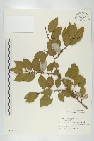 臺灣胡頹子藏品圖，第1張