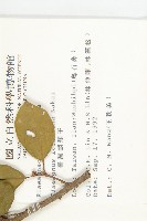 臺灣胡頹子藏品圖，第2張