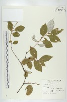 臺灣胡頹子藏品圖，第1張