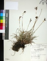 乾溝飄拂草藏品圖，第1張