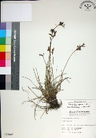 乾溝飄拂草藏品圖，第1張