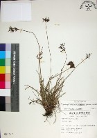 乾溝飄拂草藏品圖，第1張