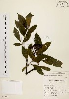 臺灣石楠藏品圖，第1張