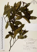 臺灣石楠藏品圖，第1張