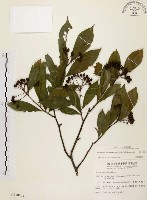 臺灣石楠藏品圖，第1張