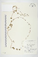 卵葉菜欒藤藏品圖，第1張