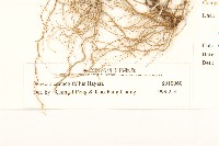 小蔓黃苑藏品圖，第3張