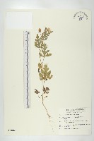 西瓜藏品圖，第1張