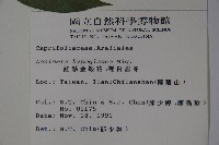 裡白忍冬、紅腺忍冬藏品圖，第2張