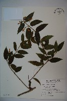 阿里山忍冬、漸尖葉忍冬藏品圖，第1張